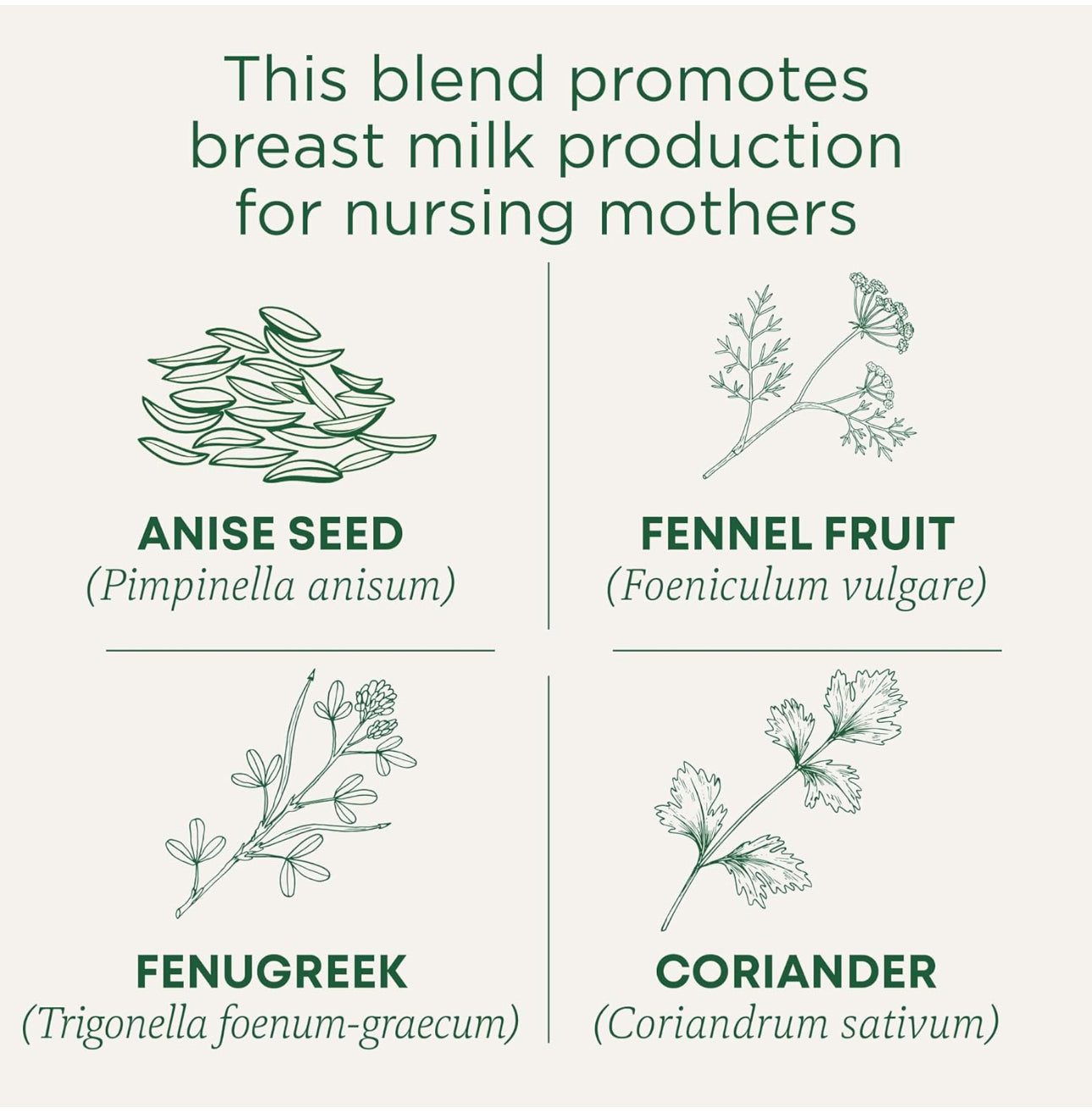 Traditional Medicinals Organic Mother's Milk | Fenugreek, Coriander, Anise, Bitter Fennel, Blessed Thistle, Spearmint |  Promotes Healthy Lactation | Breastfeeding Support | 16 Tea Bags; Exp 03/2027 ❗️Squeezed-Check Last Picture