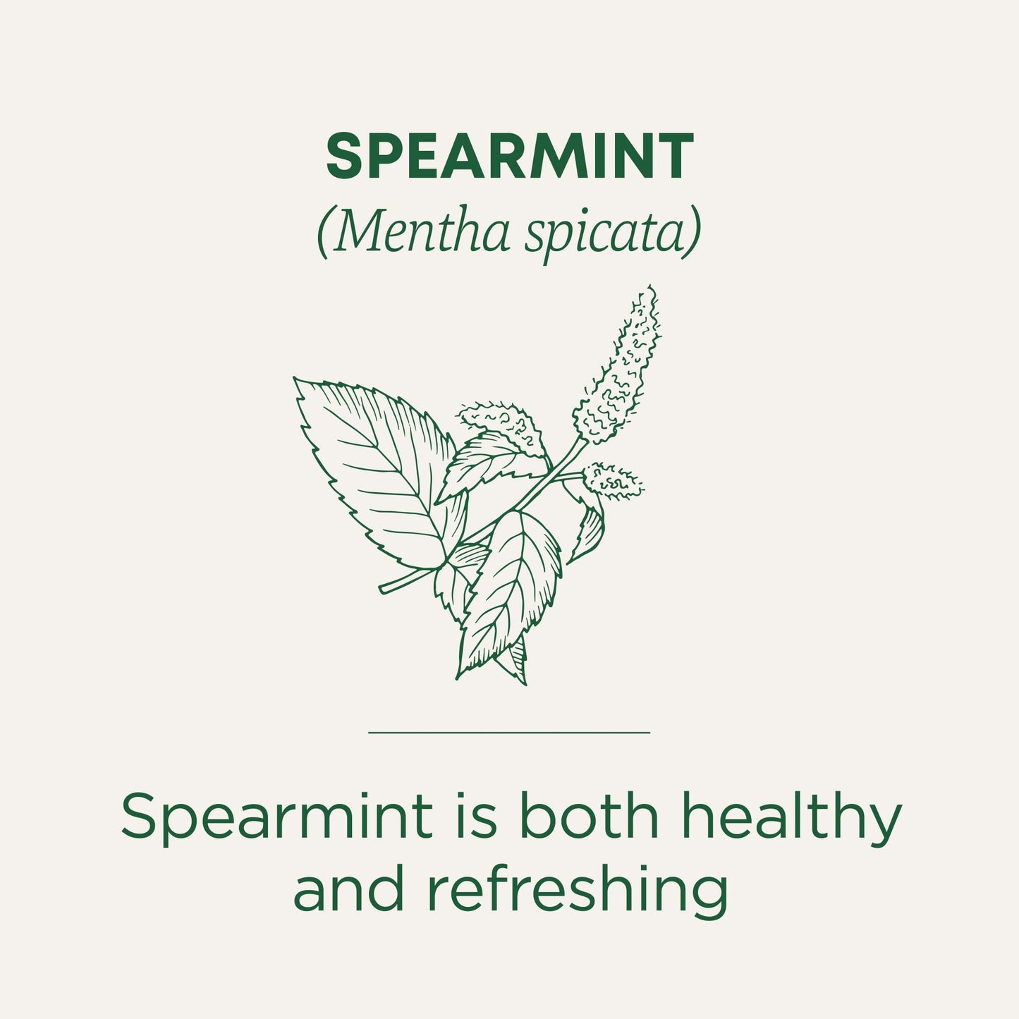 Traditional Medicinals Organic Spearmint Tea | Helps with PCOS Symptoms and Hirsutism | 3 Times the Regular Pack | 48 Tea bags (0.85oz/25g); Exp Feb/2028