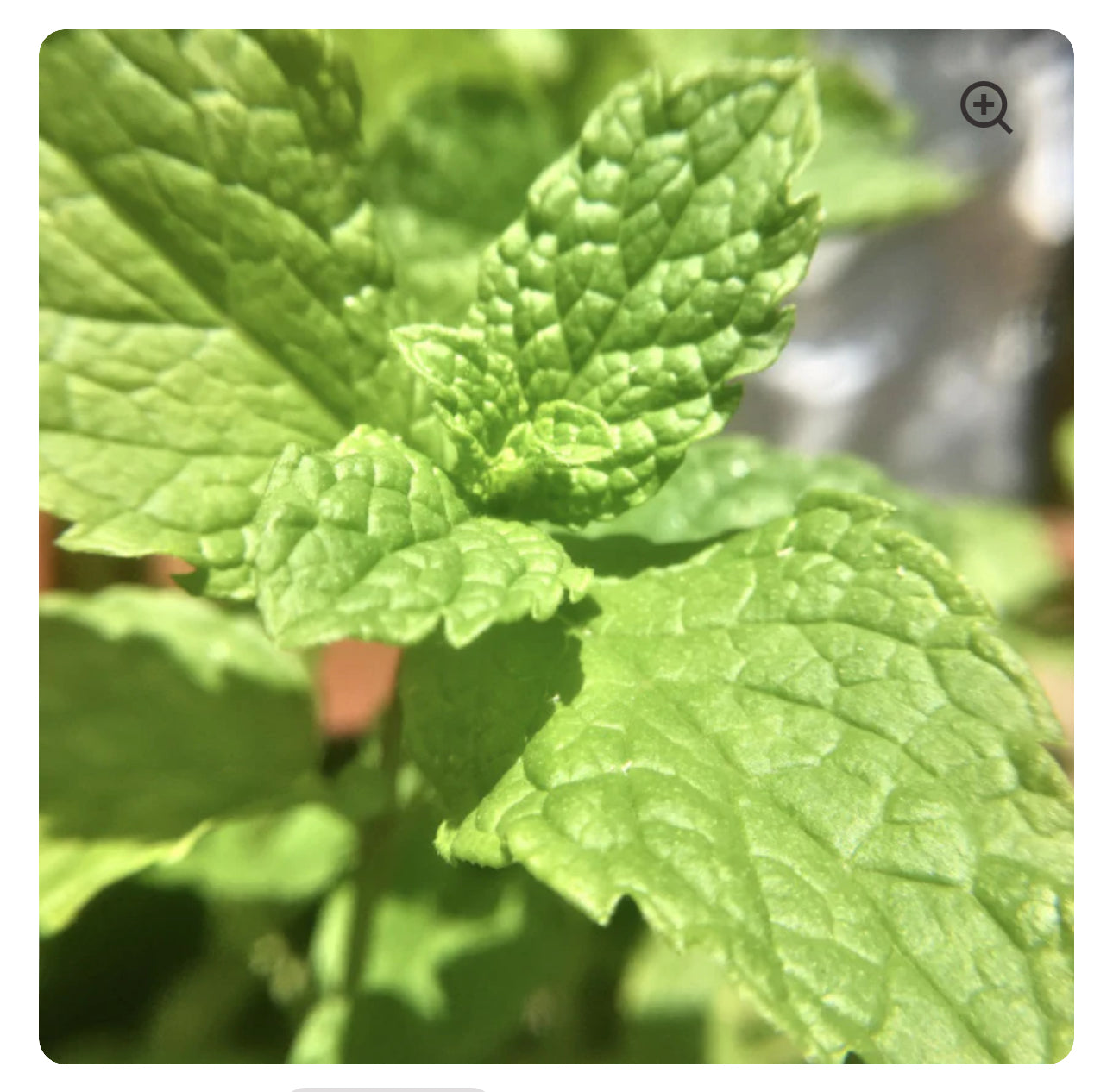 Equal Exchange Organic Spearmint Tea | for Hormonal Imbalance and PCOS | 20 Tea Bags; Exp 08/2027