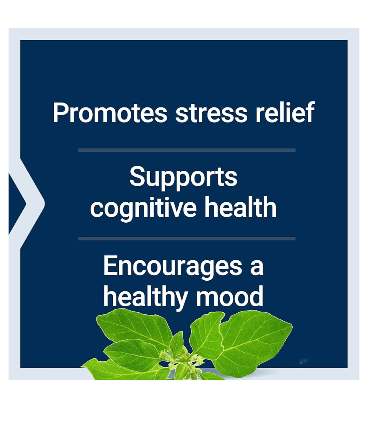 Life Extension Optimized Ashwagandha | Sensoril Ashwagandha Extract | Stress Management Support | Improves Focus, Memory & Mood | 60 Capsules; Exp 06/2027