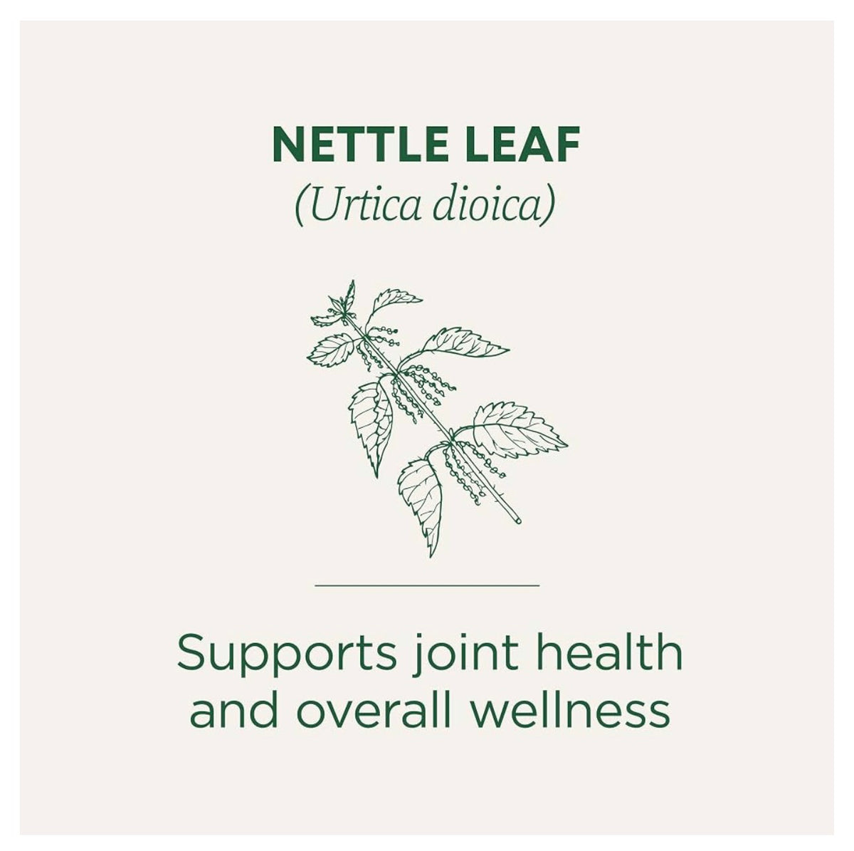Traditional Medicinals Organic Nettle Leaf Tea | Supports Joint Health & Overall Wellness | 16 Tea Bags; Exp 12/2028